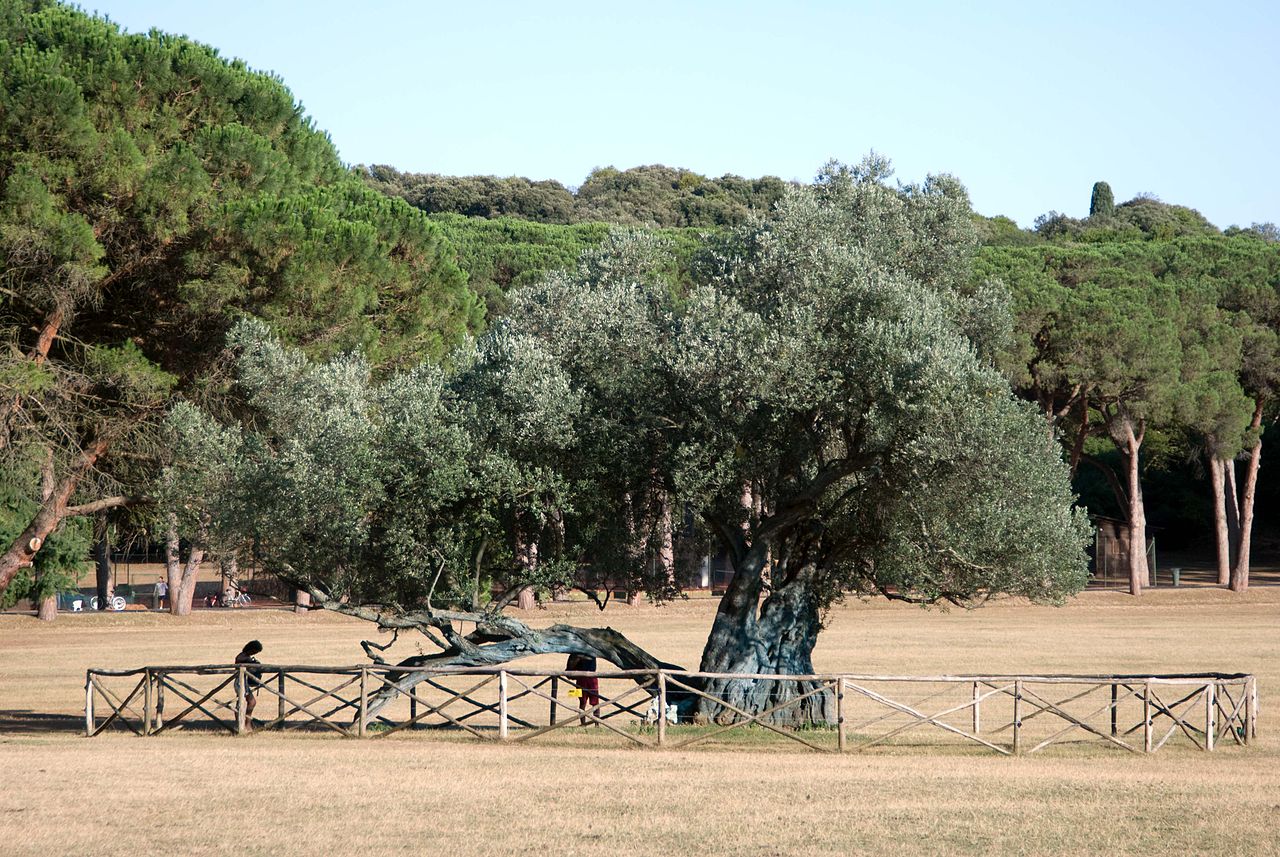 1700 years old olive tree on the Brijuni Islands