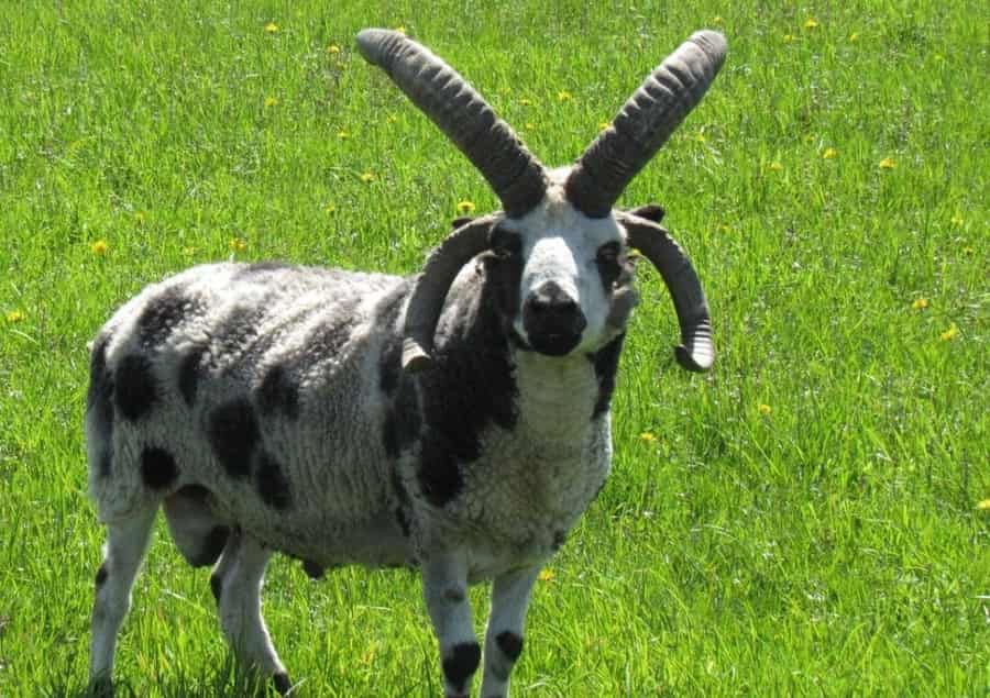 Hunts Four Horned Jacob Sheep in Europe - Macedonia VIP hunting services