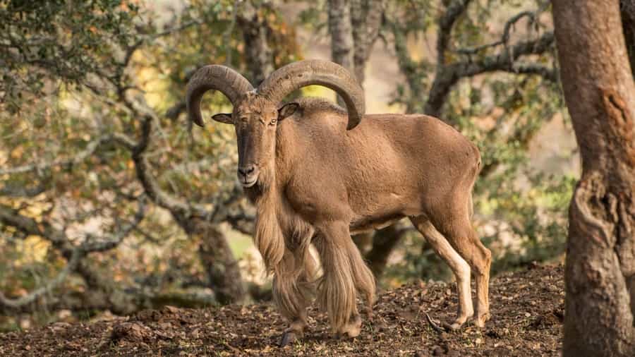 Hunts Barbary Sheep in Europe - Macedonia VIP hunting services