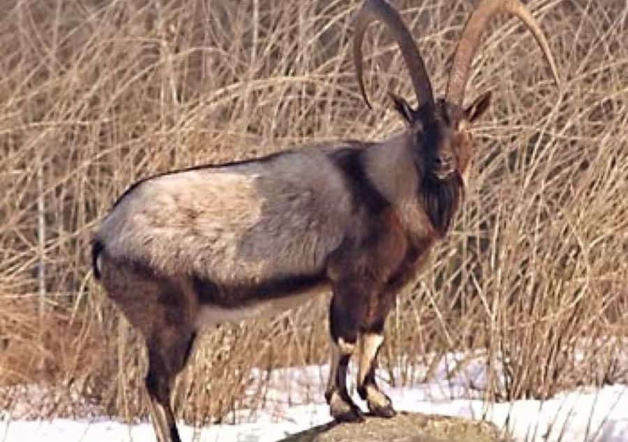Hunts Kri Kri (Cretan Goat Ibex) in Europe - Macedonia VIP hunting services