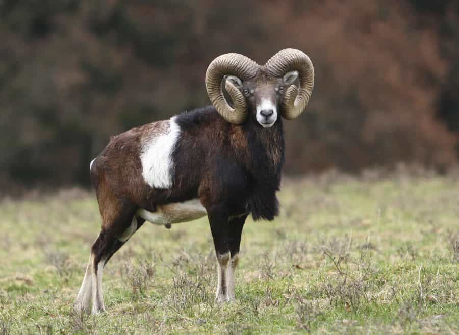 Hunts Mouflon in Europe - Macedonia VIP hunting services