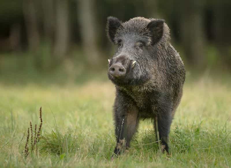 Hunts Wild Boar in Europe - Macedonia VIP hunting services