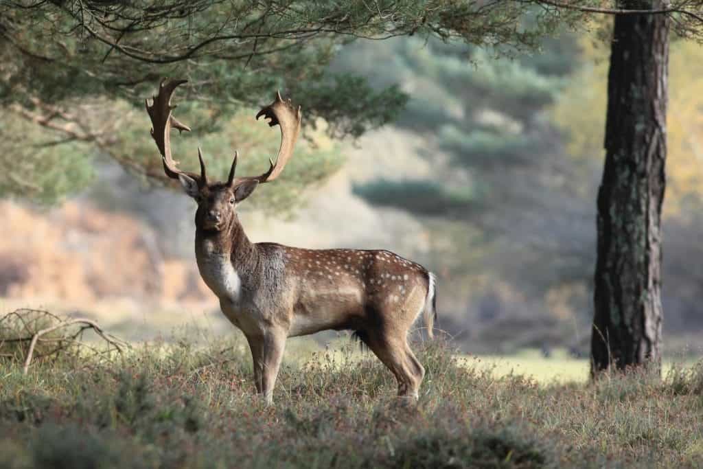 Hunting Fallow Deer in Europe
