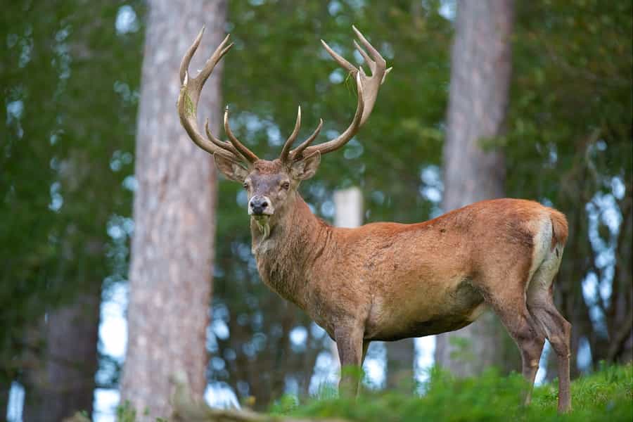 Hunts Red Deer in Europe - Macedonia VIP hunting services