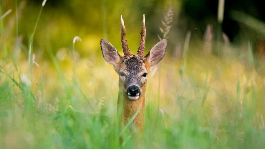 Hunts Roe Deer in Europe - Macedonia VIP hunting services